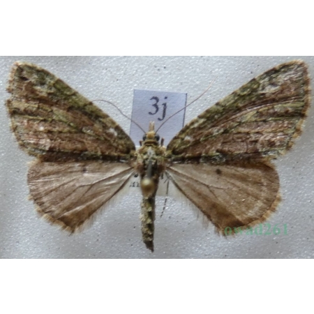Chloroclysta siterata (Hufnagel, 1767) Paśnik zaroślak Czech3j